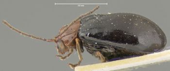 Media type: image; Entomology 18442   Aspect: habitus lateral view